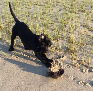 Puppy playing with a horseshoe crab on the beach