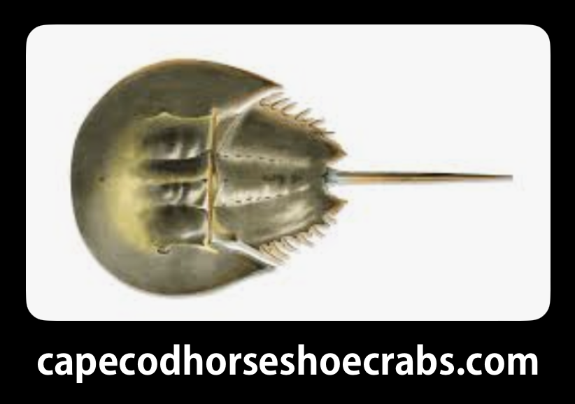 Horseshoe Crab Image with CCHSC web url