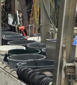 buckets of horseshoe crabs for bait harvest