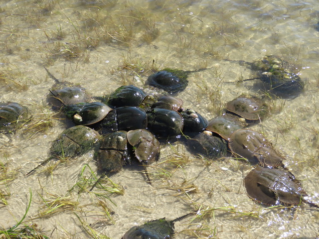 Group 20 or so horseshoe crabs following or attached to a female spawning horseshoe crab