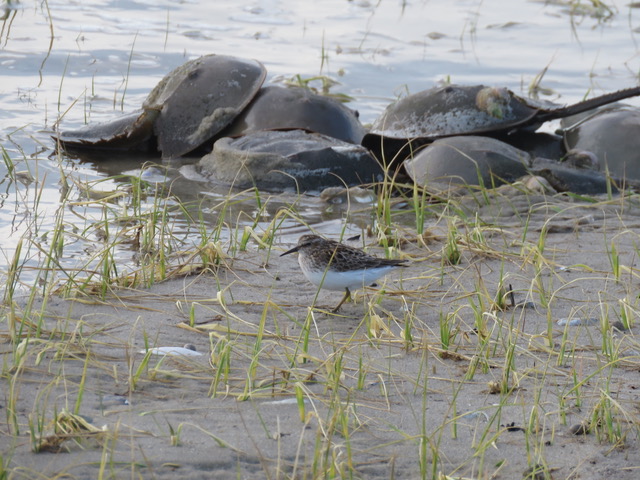 Horseshoe Crabs with a shorebird