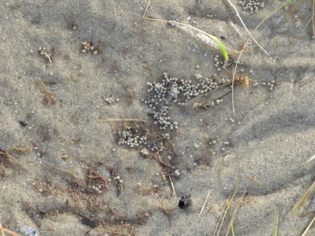 little tiny circular horseshoe crab eggs