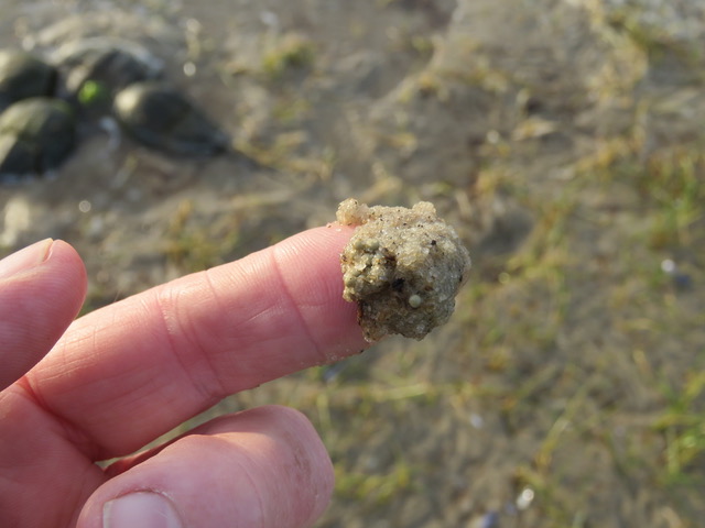 About CCHSC Index finger covered in tiny horseshoe crab eggs