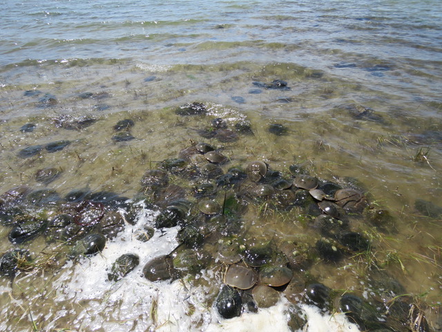 many many horseshoe crabs spawning on the shoreline