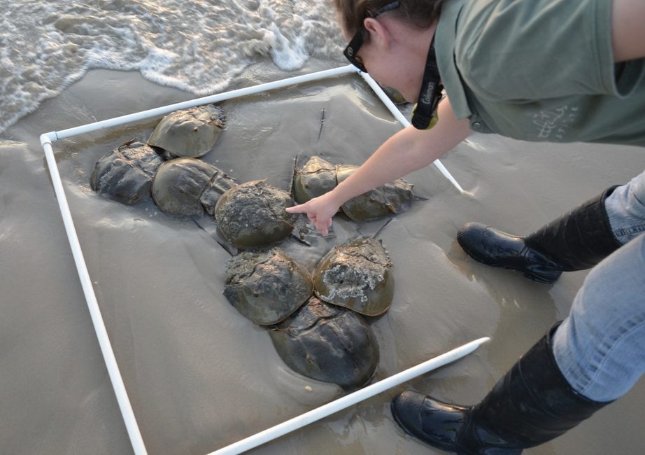 Volunteer counting horseshoe crabs on a beach