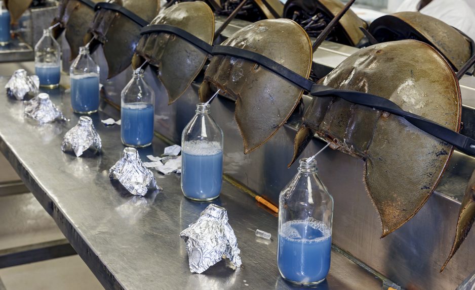 horseshoe crabs lined up for extraction of their blue blood