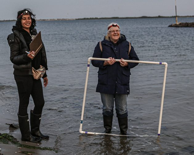 two woman at the shore with a horseshoe crab counting square