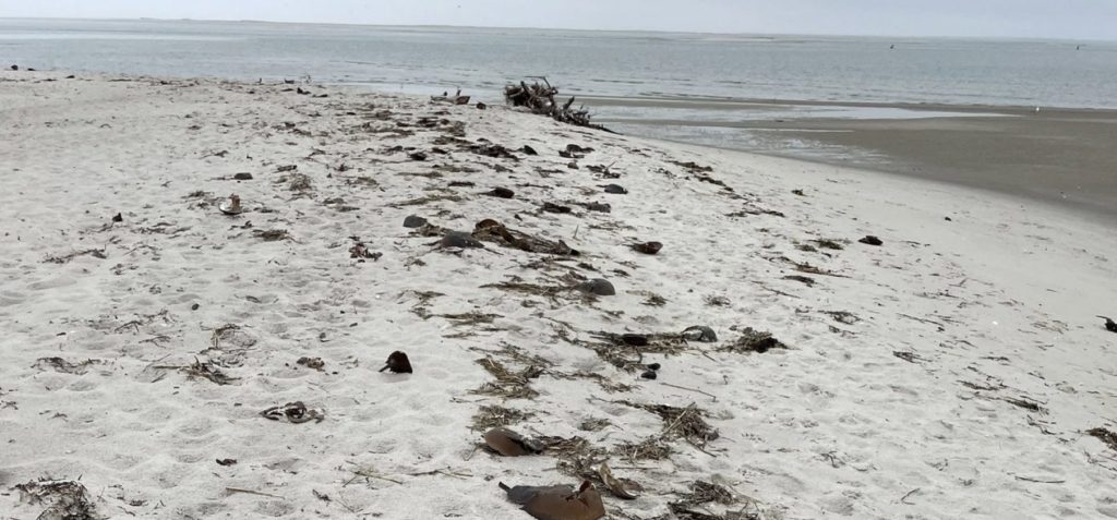 beach with seaweed and dead horseshoe crabs