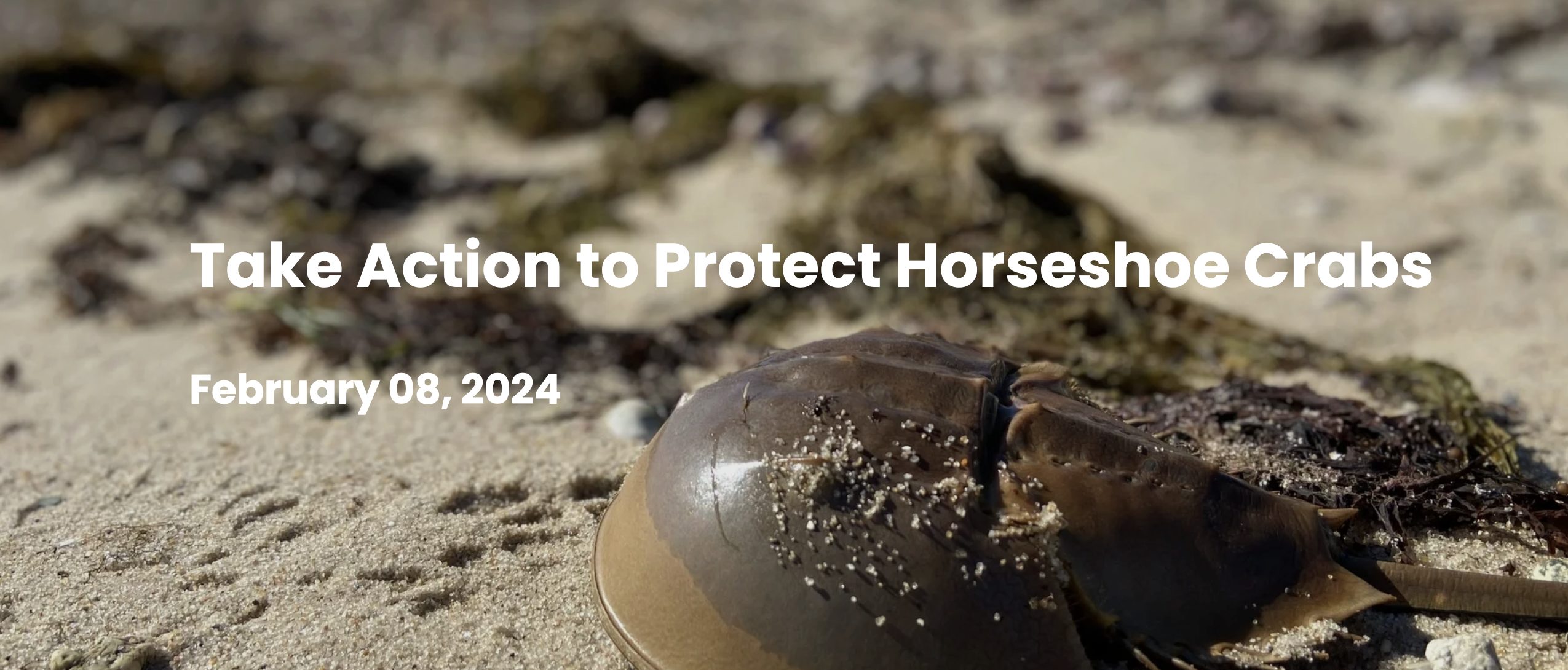 Mass Audubon Horseshoe Crabs