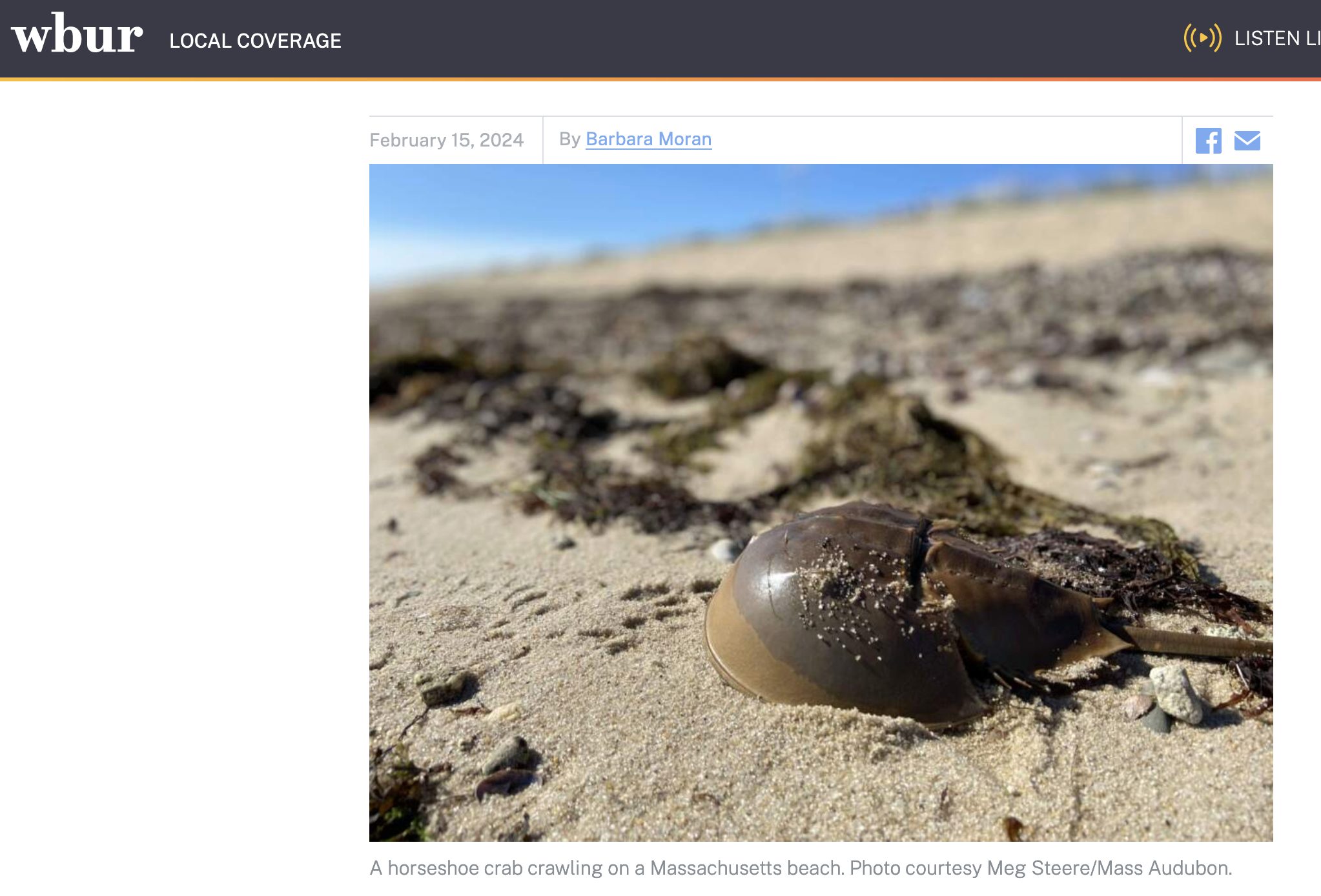 WBUR picture of horseshoe crabs for their piece Massachusetts Proposal for New Protections for horseshoe crabs