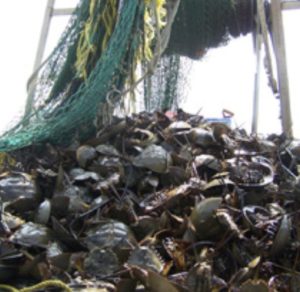 Piles of horseshoe crabs collect for whelk bait on a commercial boat