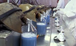 blue blood being drained from horseshoe crabs in a factory setting