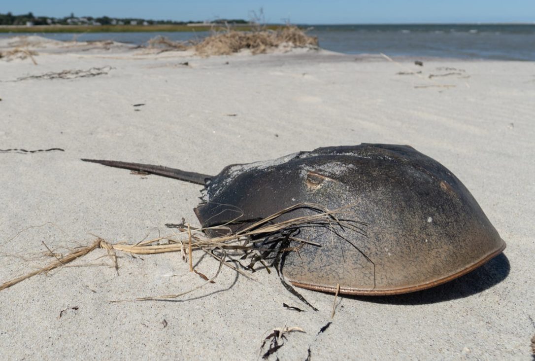 horseshoe crab on the beach