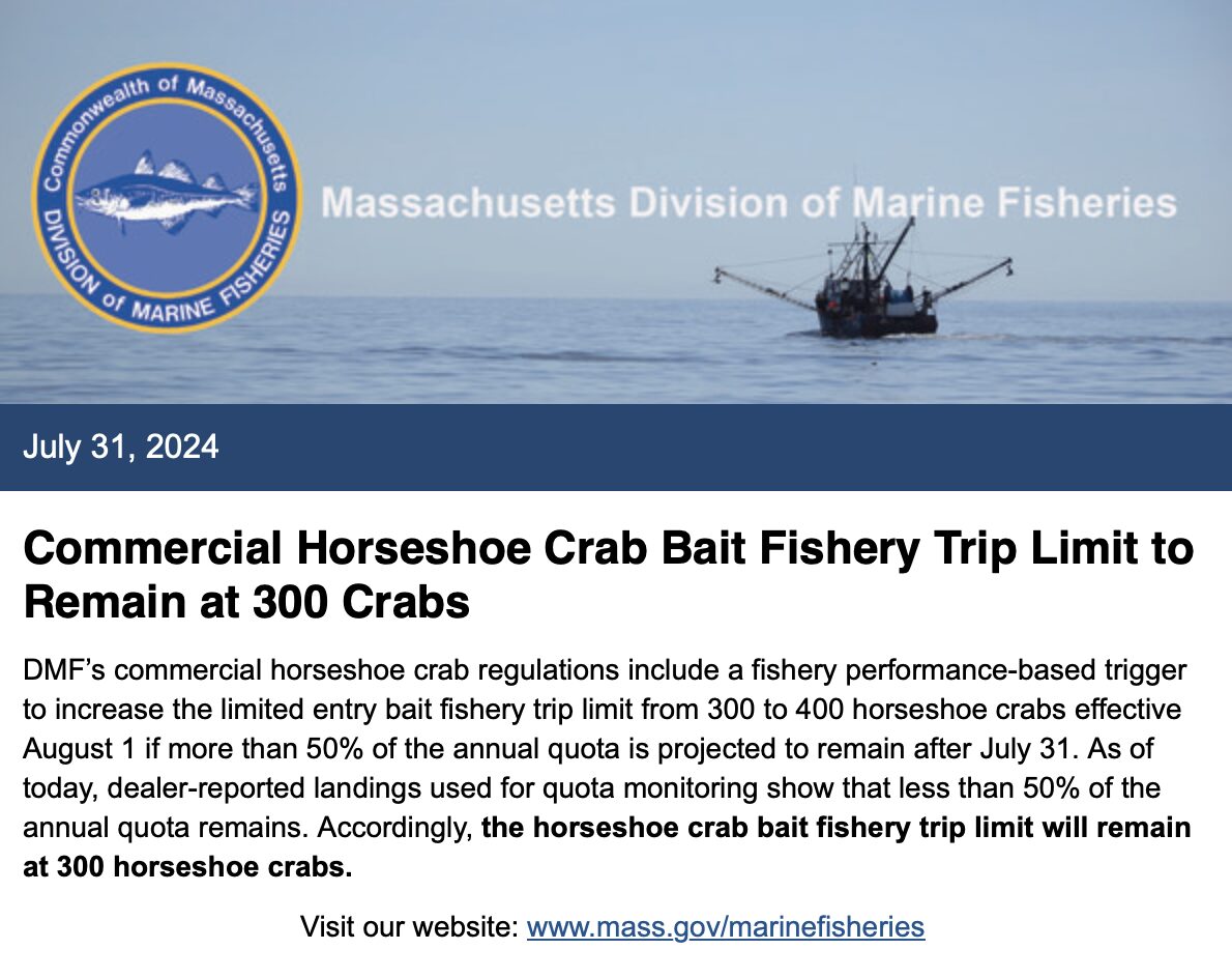 Mass Division of Marine Fisheries Announcement on horseshoe crab bait quota for August