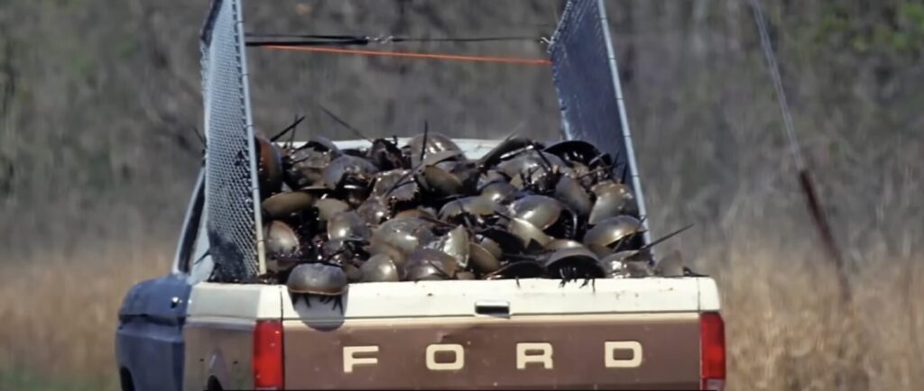 back of a pick up truck filled with horseshoe crabs harvested for bait